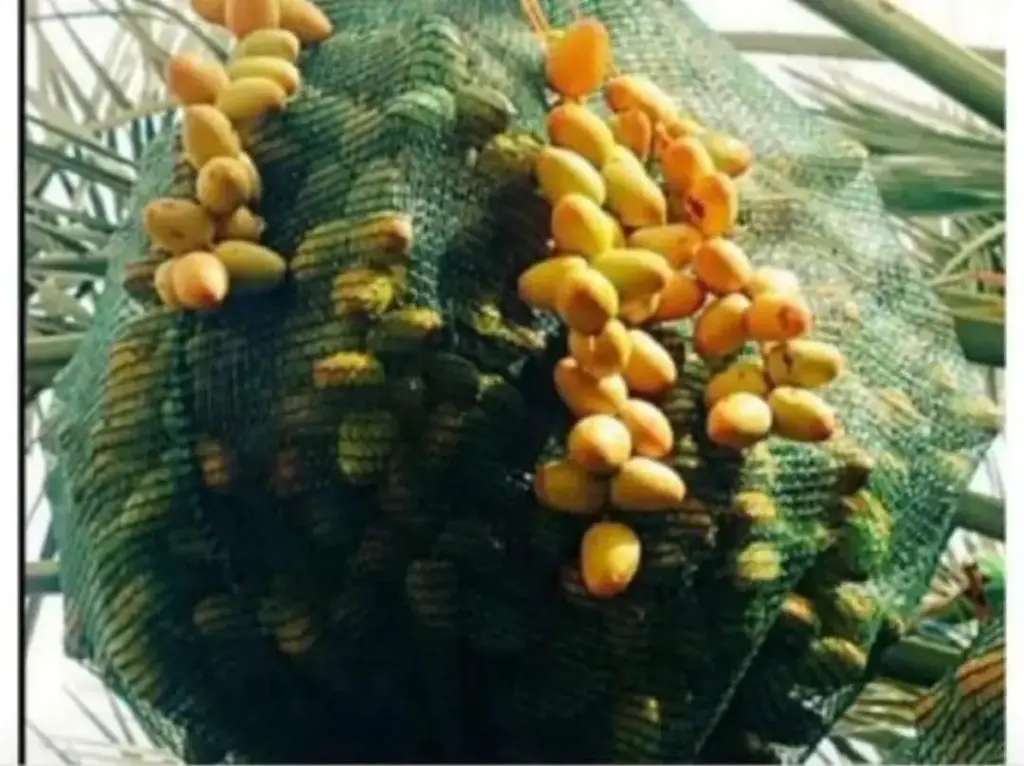 Dates Protection Bags R Model ( 25PCS )